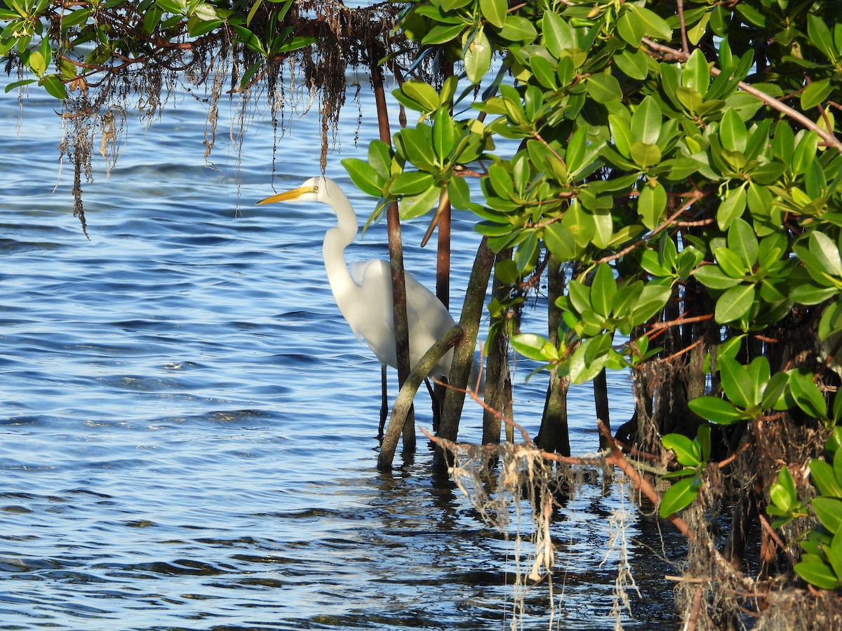לבנית גדולה - ML645492920