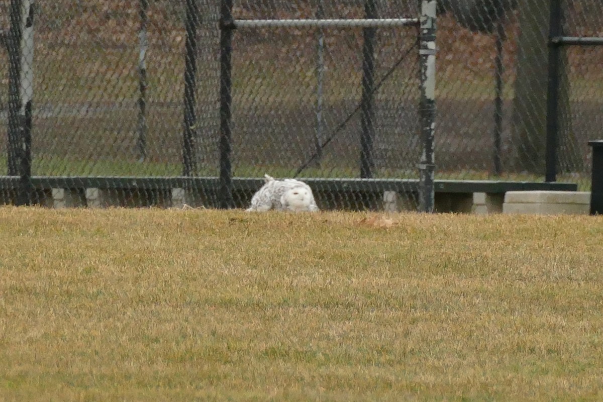 Snowy Owl - ML645492921