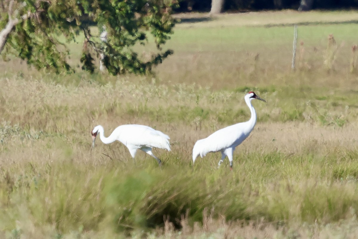 trompettrane - ML645492923