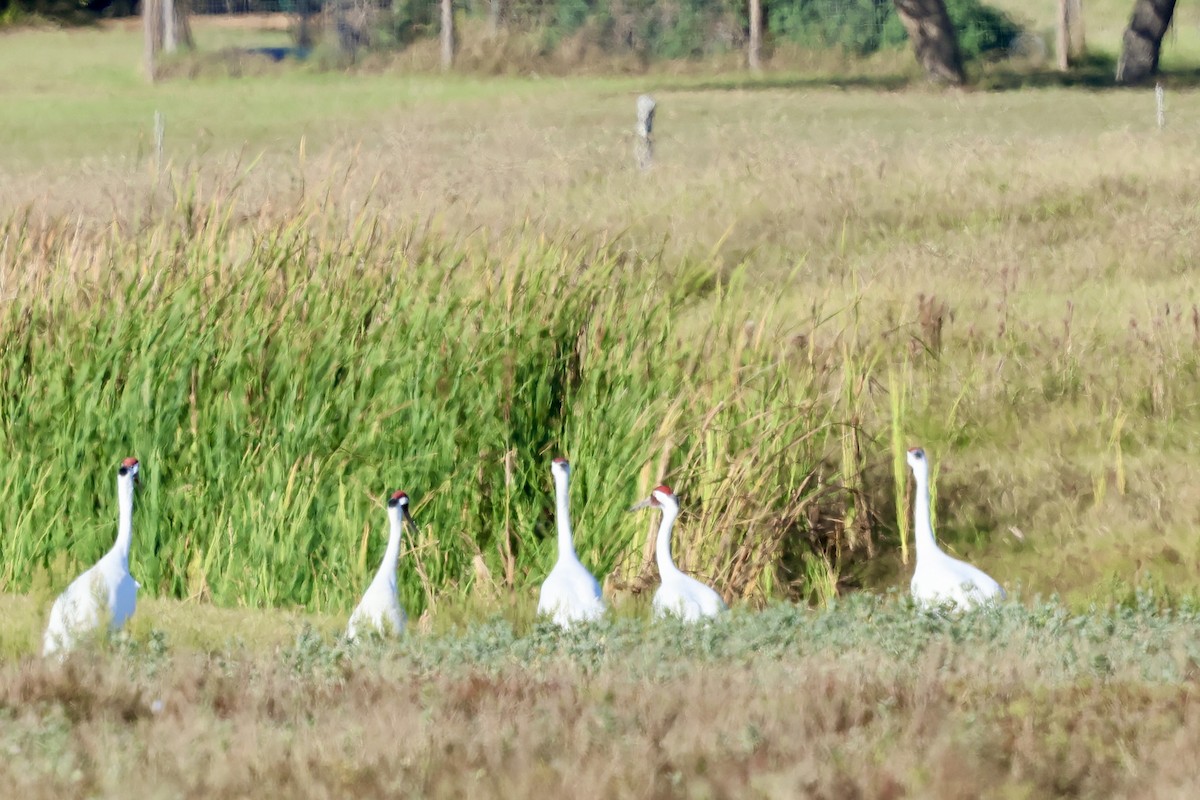 trompettrane - ML645492924