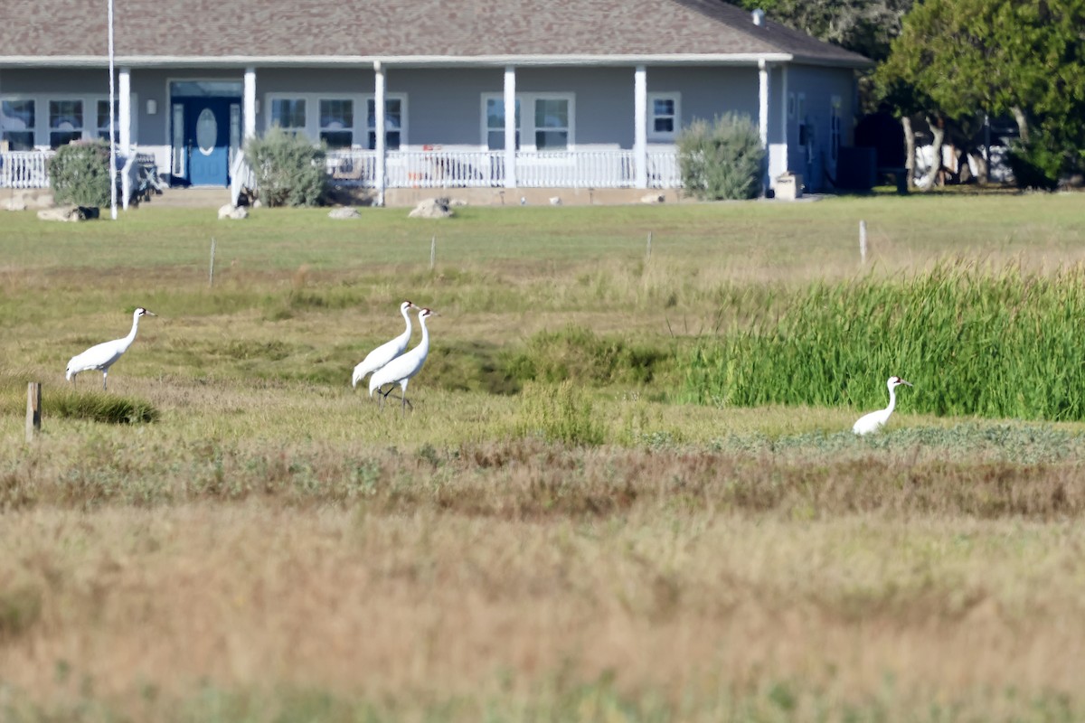 trompettrane - ML645492925