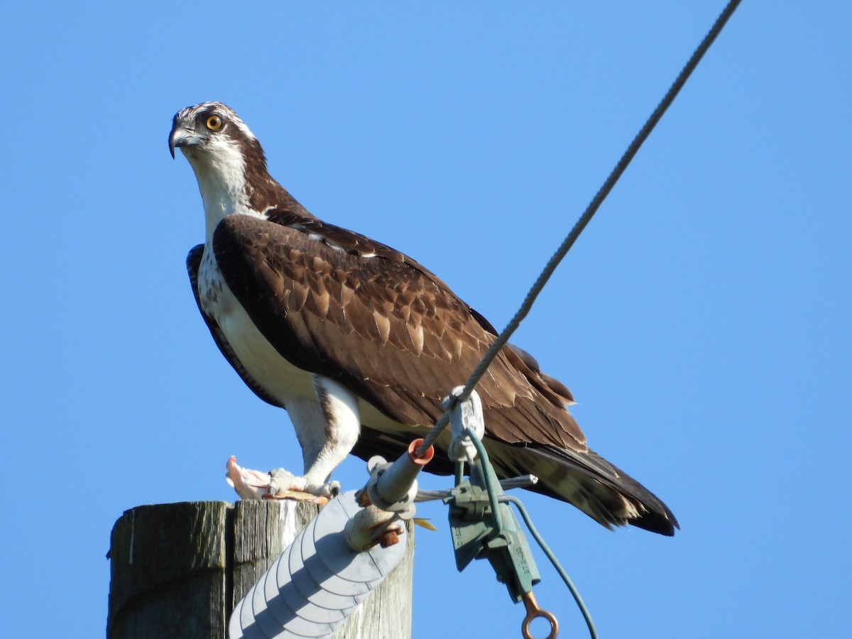 שלך - ML645492930