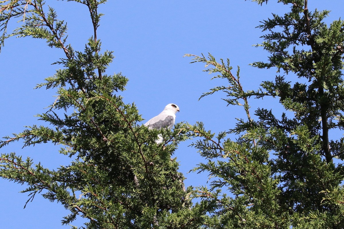 White-tailed Kite - ML645492934