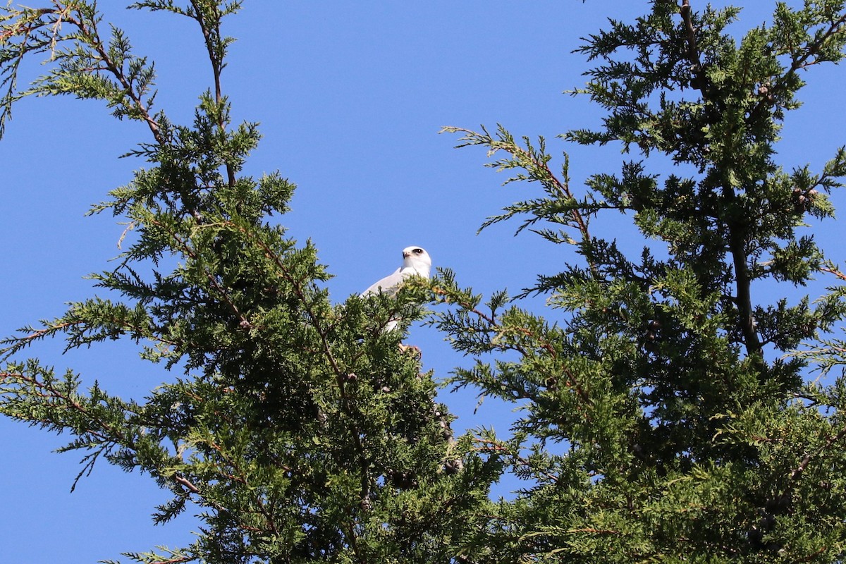 White-tailed Kite - ML645492935