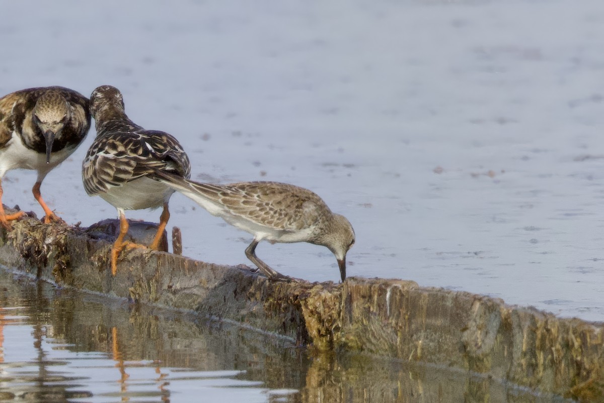 Weißbürzel-Strandläufer - ML645492939