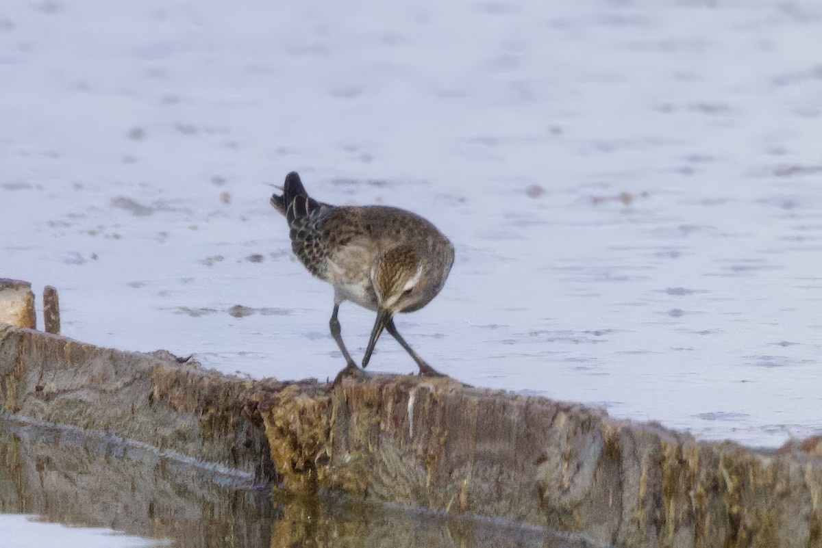 Weißbürzel-Strandläufer - ML645492940
