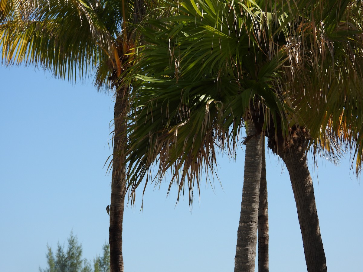 נקר צהוב-בטן - ML645492941