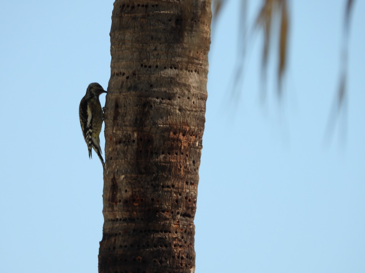 kanadasevjespett - ML645492942