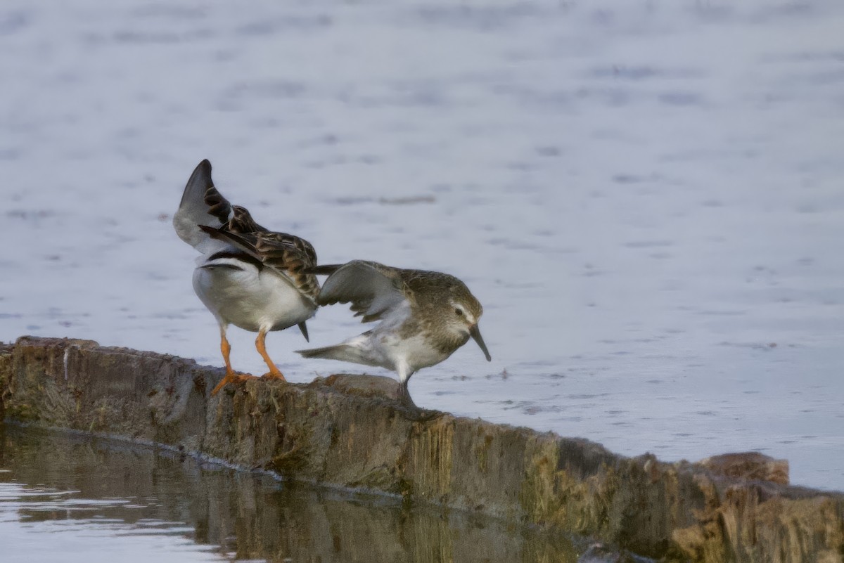 Weißbürzel-Strandläufer - ML645492944