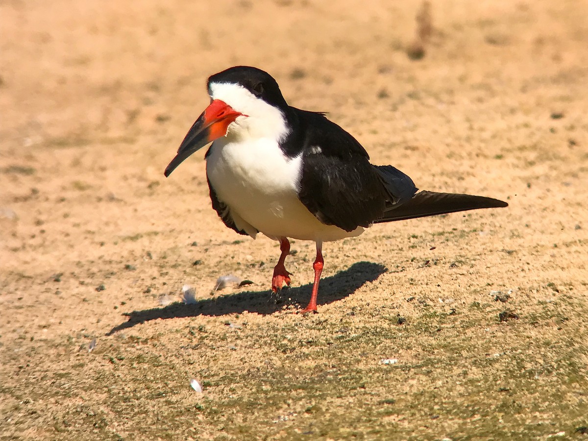 amerikasaksenebb - ML645492945