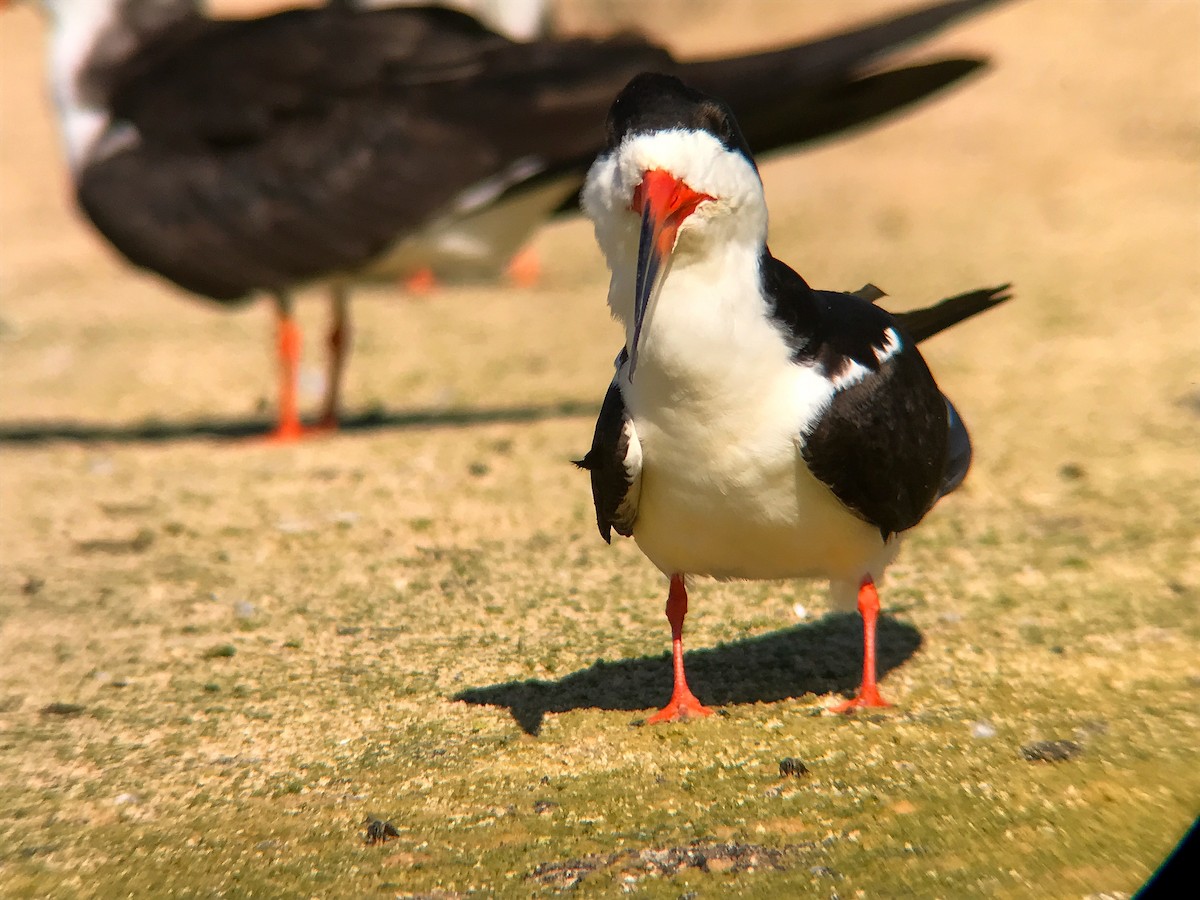 amerikasaksenebb - ML645492946