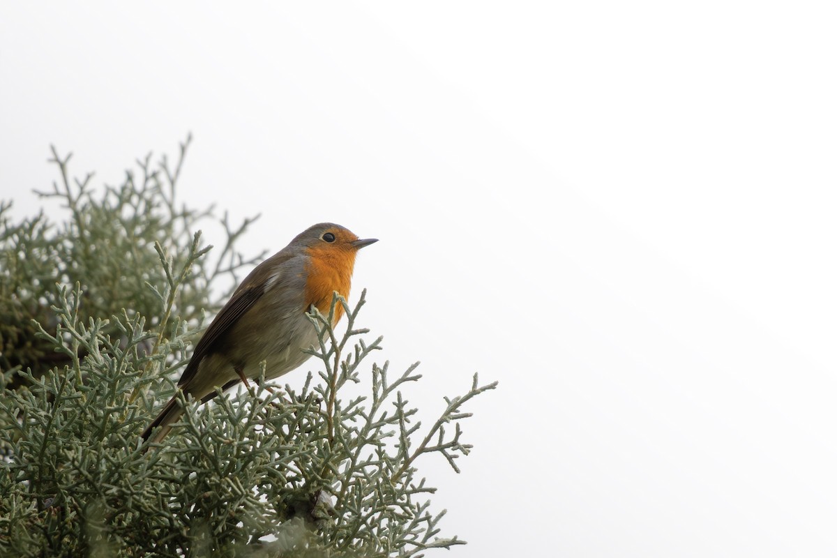 rødstrupe - ML645492947