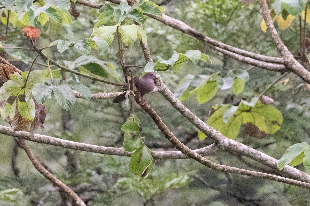 kortnebbdue - ML645492948