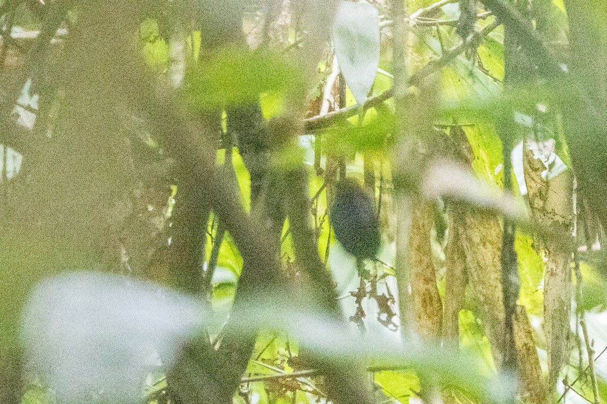 skiferbuktesia - ML645492949