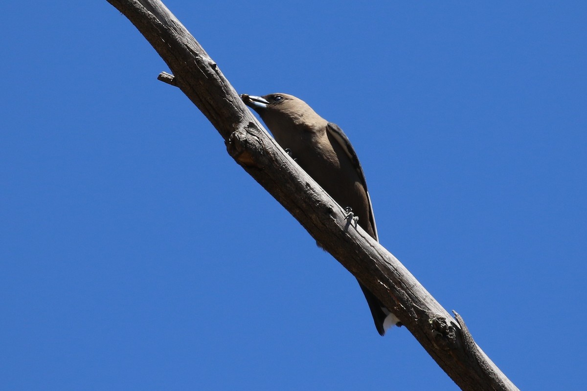 sotsvalestær - ML645492951