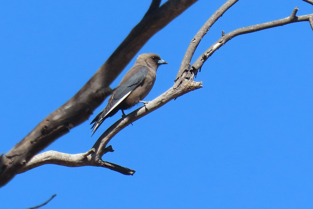 sotsvalestær - ML645492952