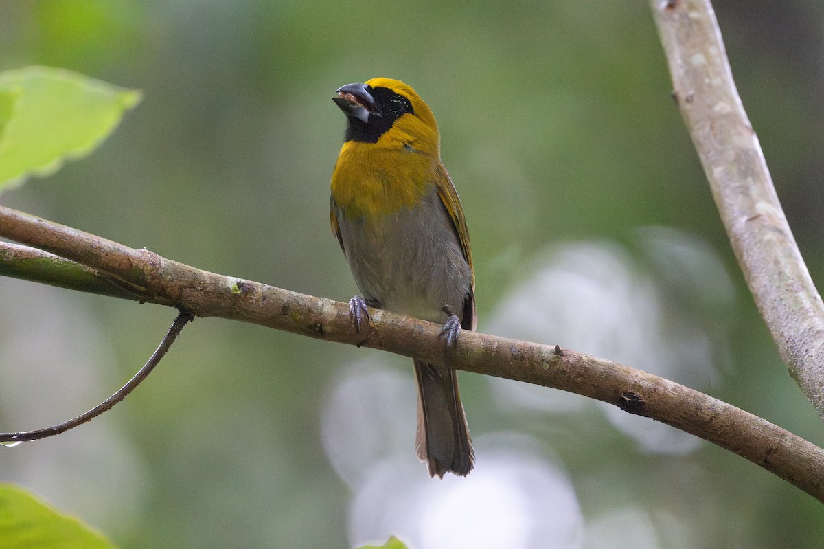 gråbuktykknebb - ML645492953