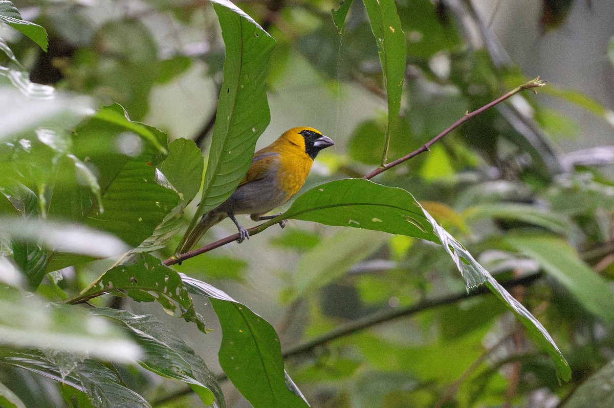 gråbuktykknebb - ML645492954