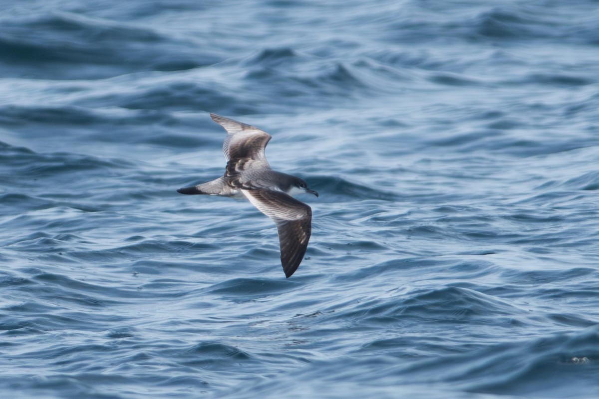 grårygglire - ML645492955