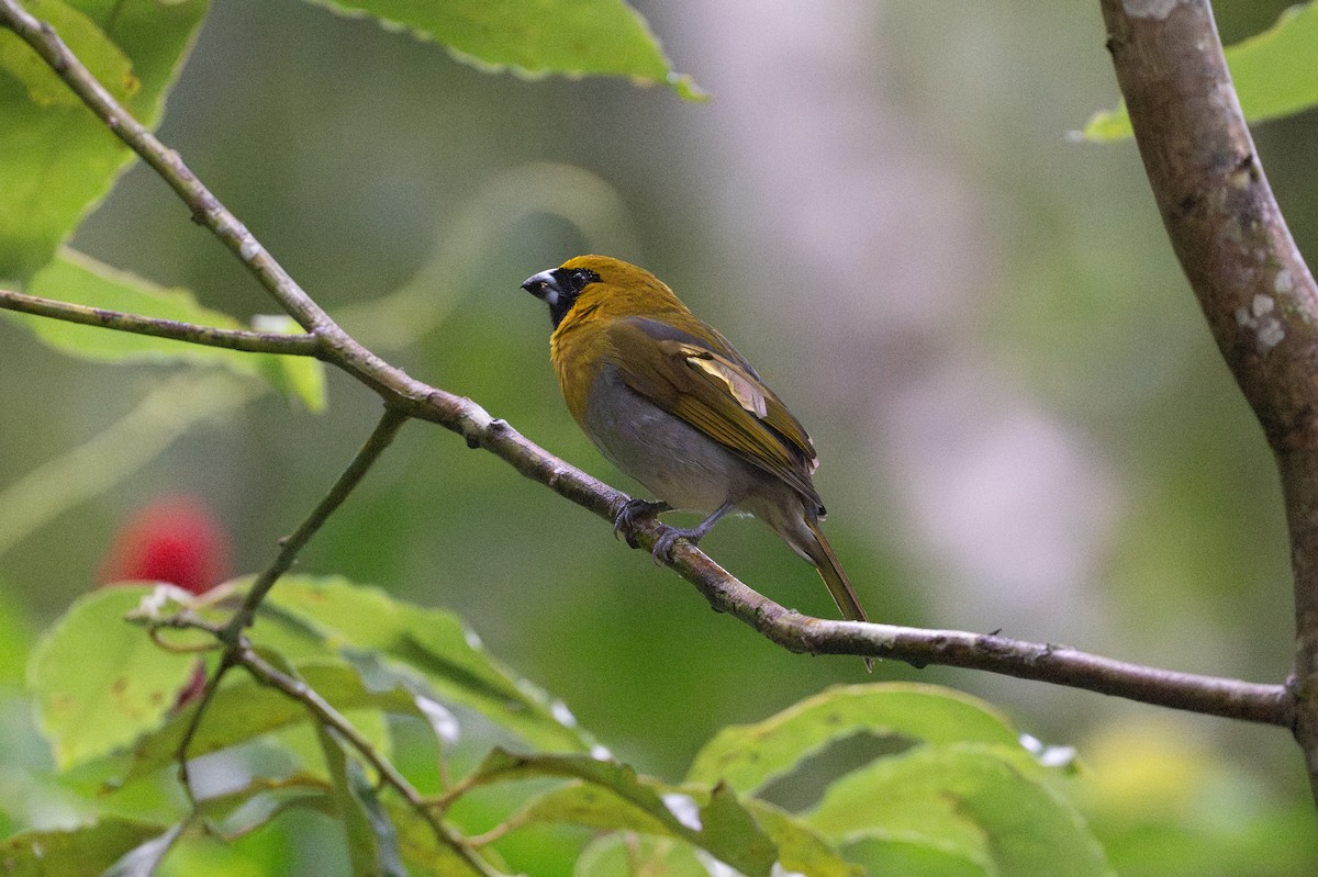 gråbuktykknebb - ML645492956