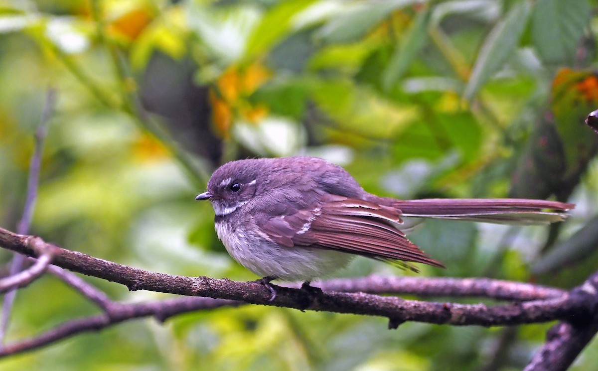 gråviftestjert - ML645492959