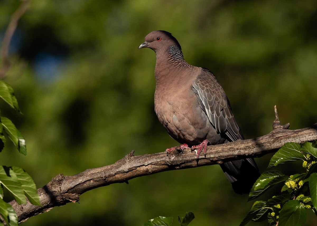 picazurodue - ML645492960