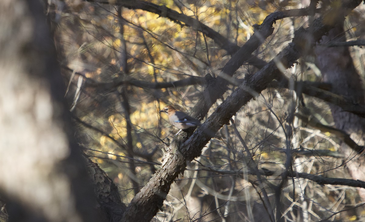 nøtteskrike - ML645492961