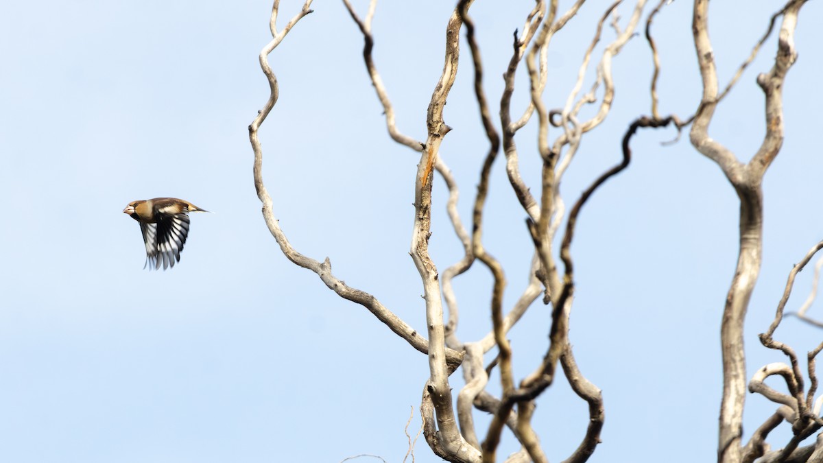 kjernebiter - ML645492962