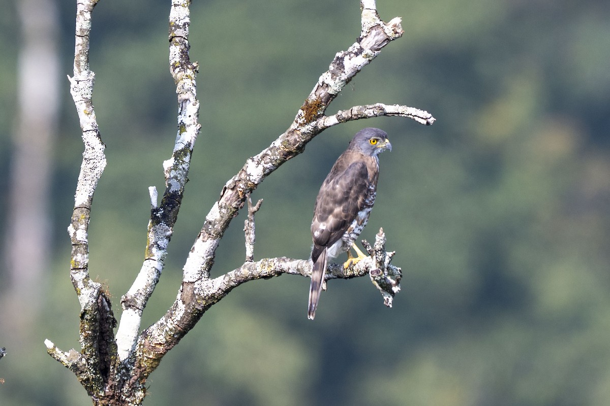 topphauk - ML645492963