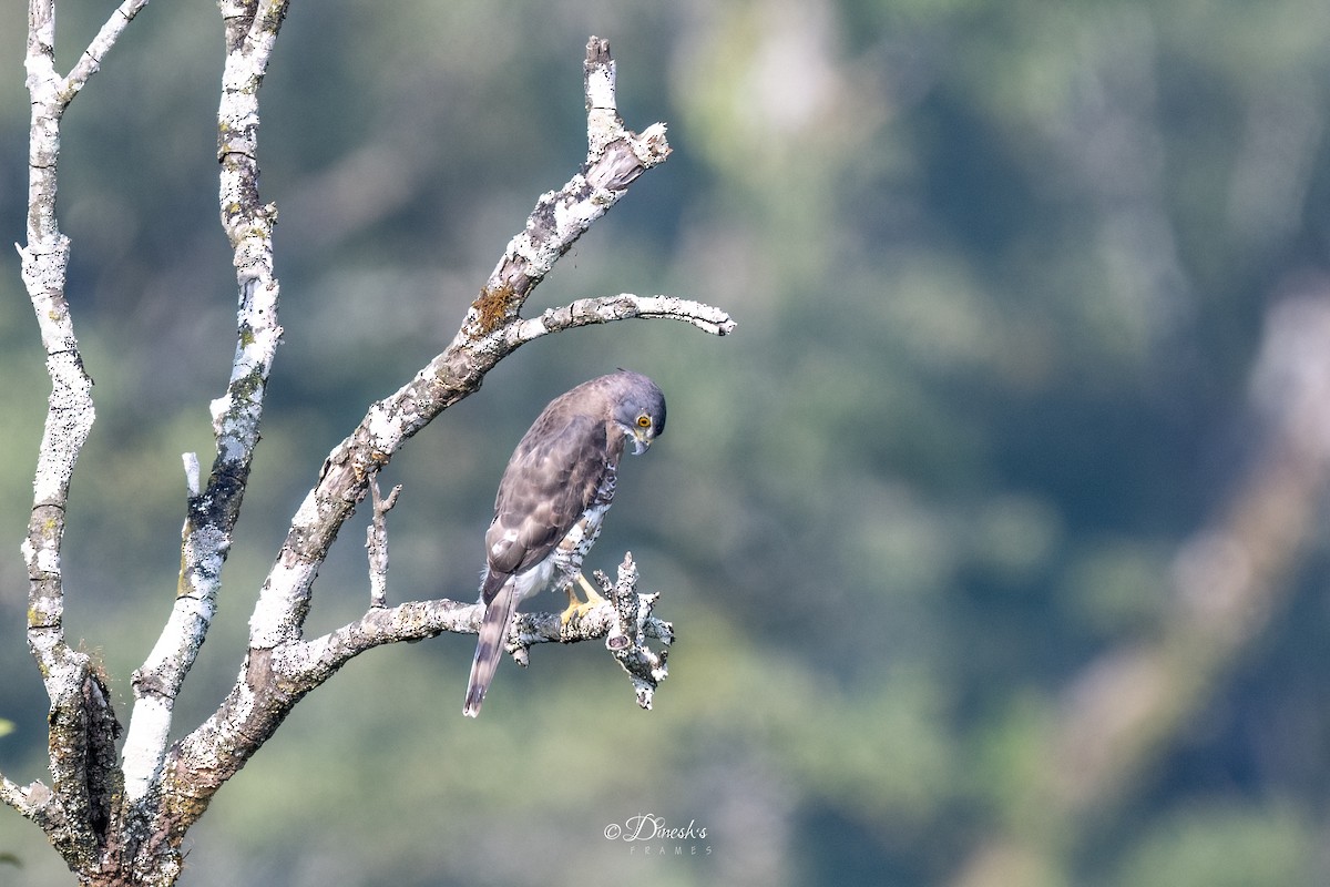 topphauk - ML645492964