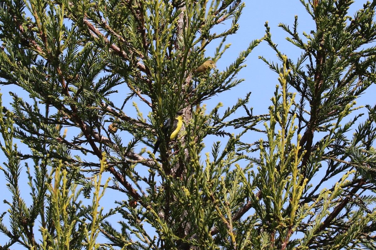 småstillits - ML645492965