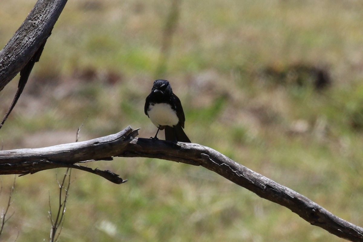 gallaviftestjert - ML645492966