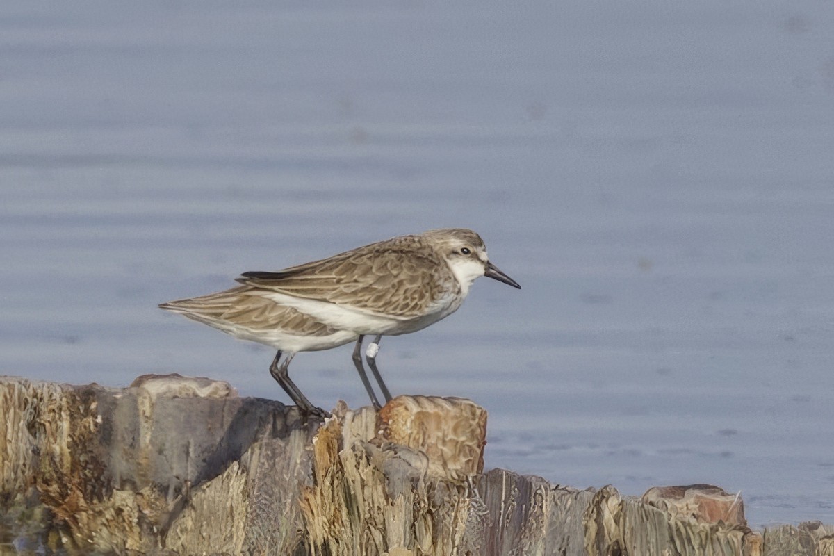 sandsnipe - ML645492967