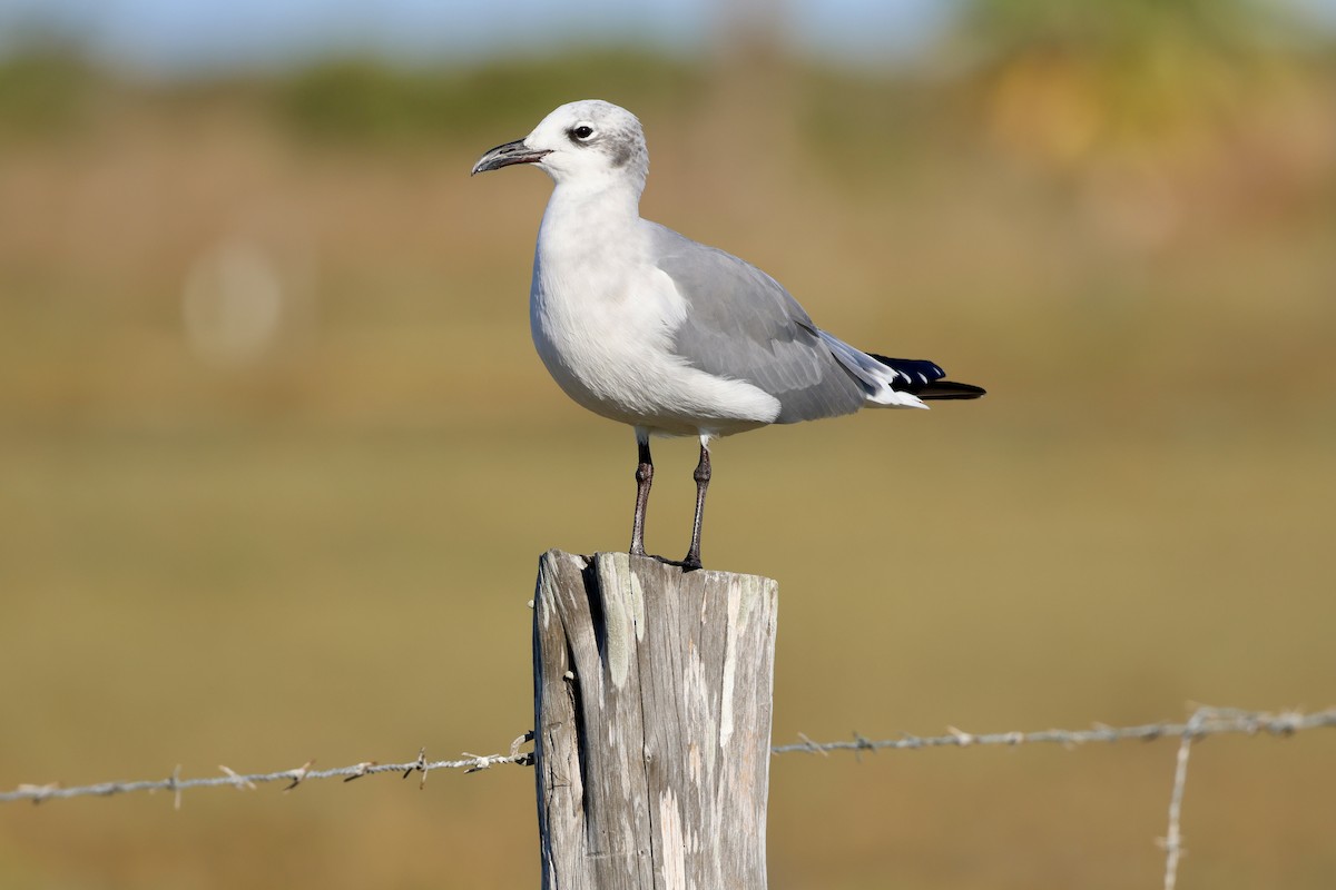 lattermåke - ML645492968