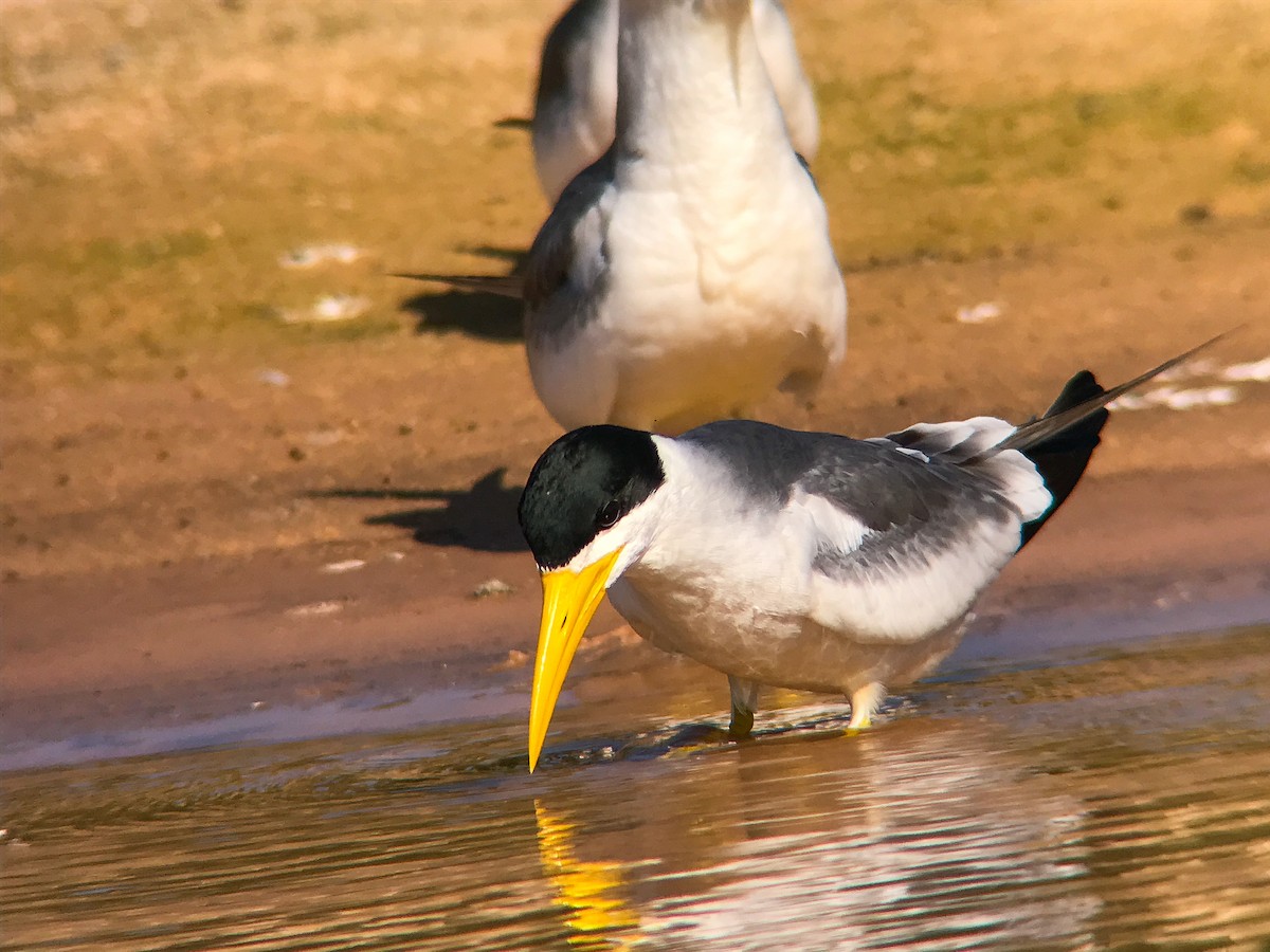 tykknebbterne - ML645492969