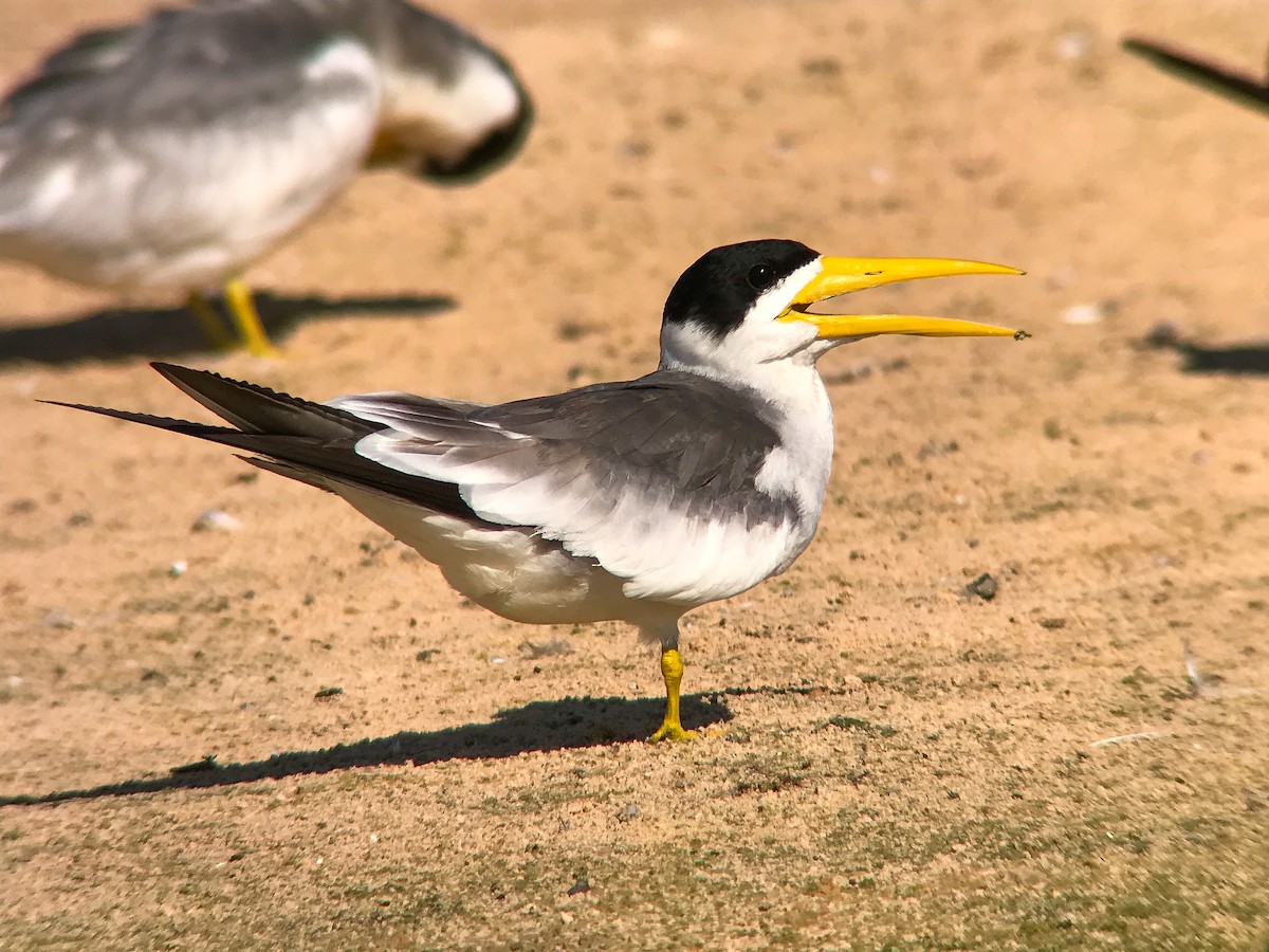 tykknebbterne - ML645492970