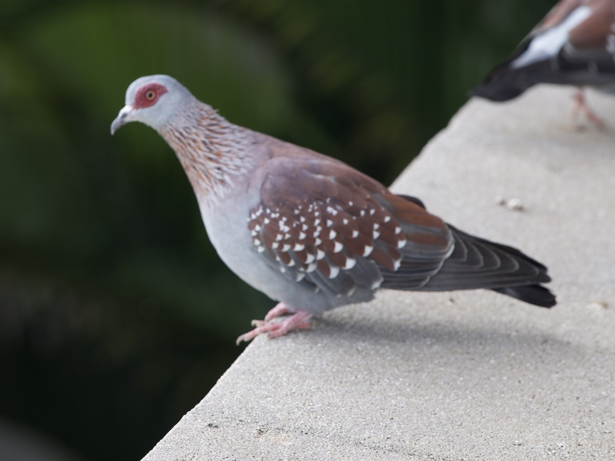 spragledue - ML645492971