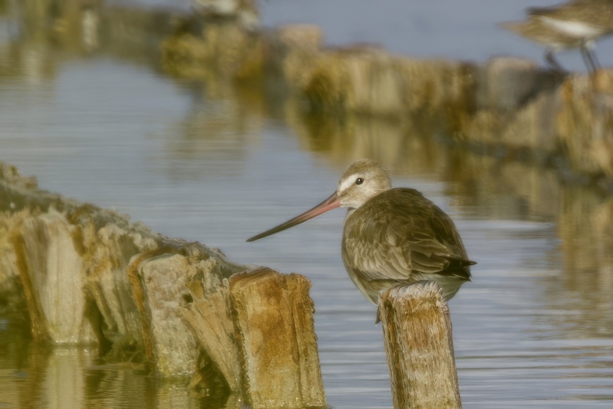 svartvingespove - ML645492973