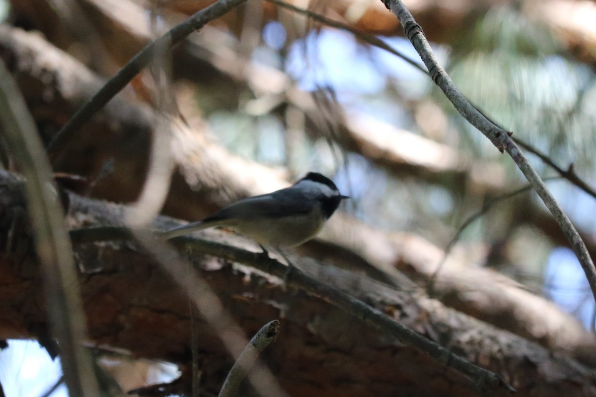 mexicomeis - ML645492974