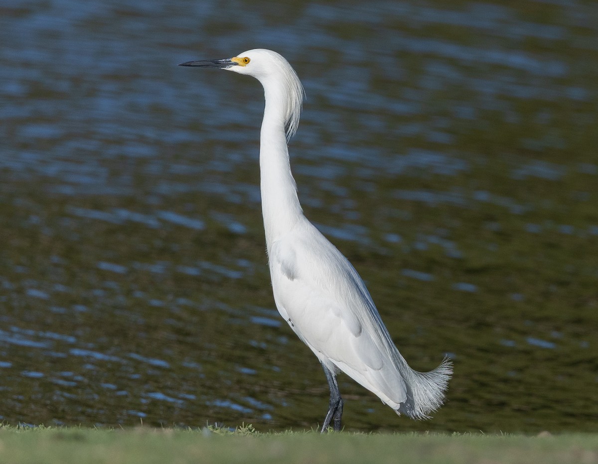 snøhegre - ML645492976