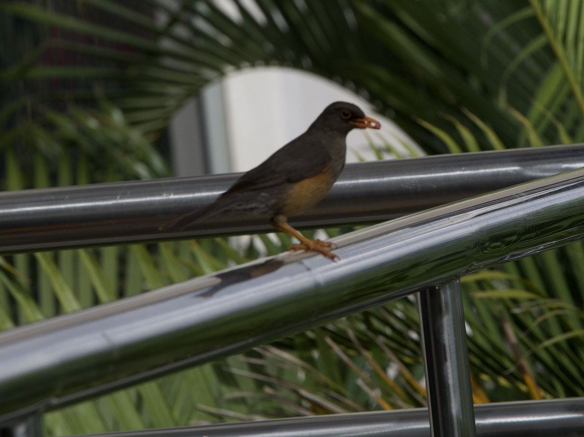 Abyssinian Thrush - ML645492978