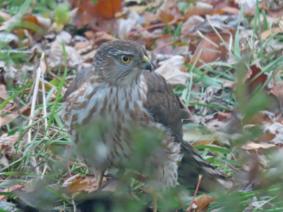 Sharp-shinned Hawk - ML645492980