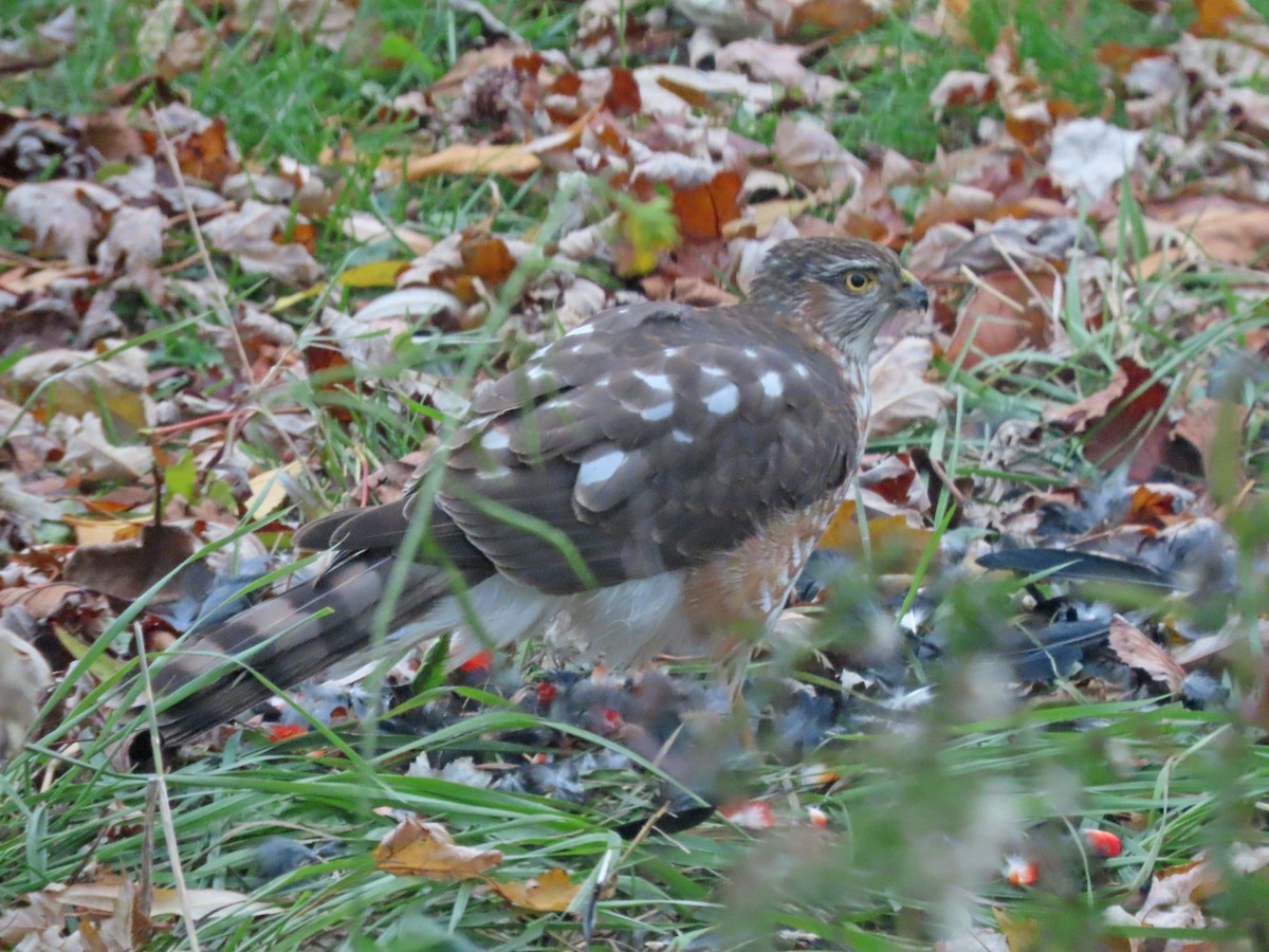 Sharp-shinned Hawk - ML645492981
