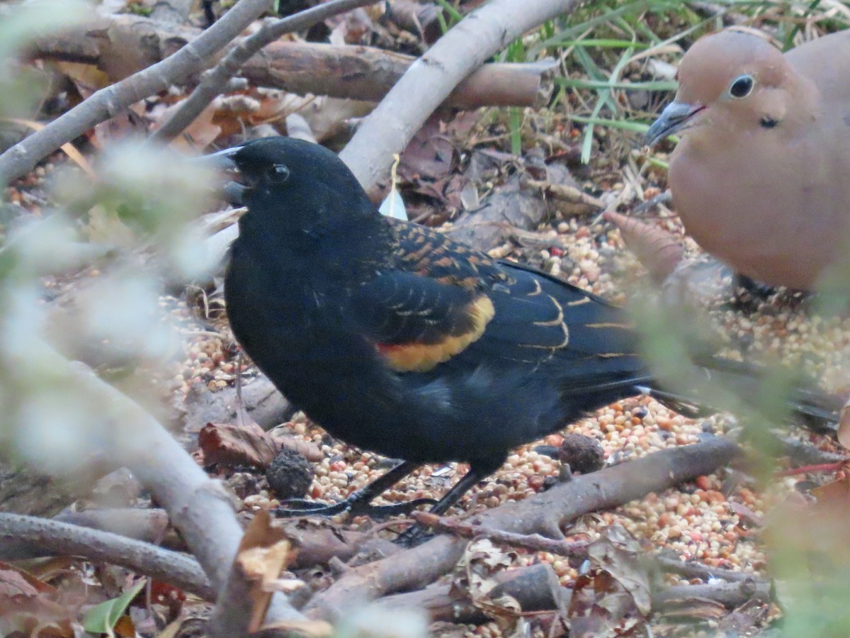 Red-winged Blackbird (Red-winged) - ML645492984