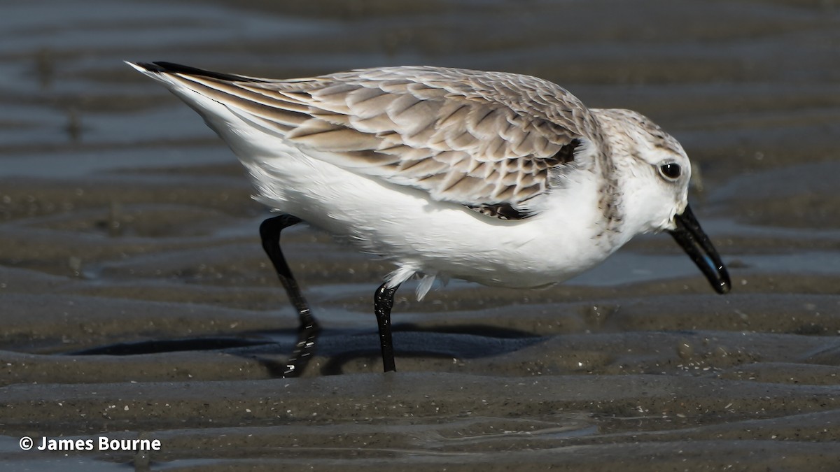 Sanderling - ML645492986