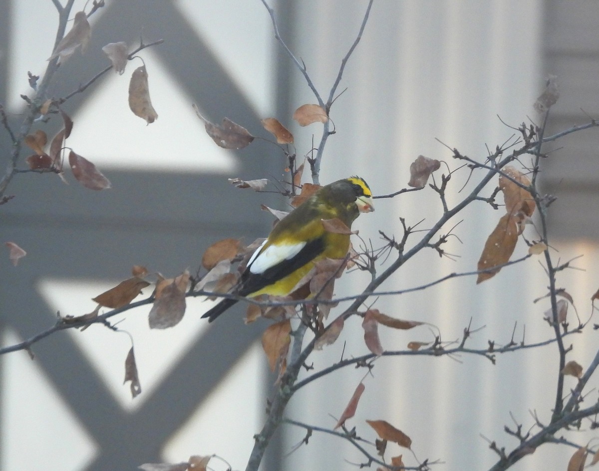 Evening Grosbeak - ML645492989