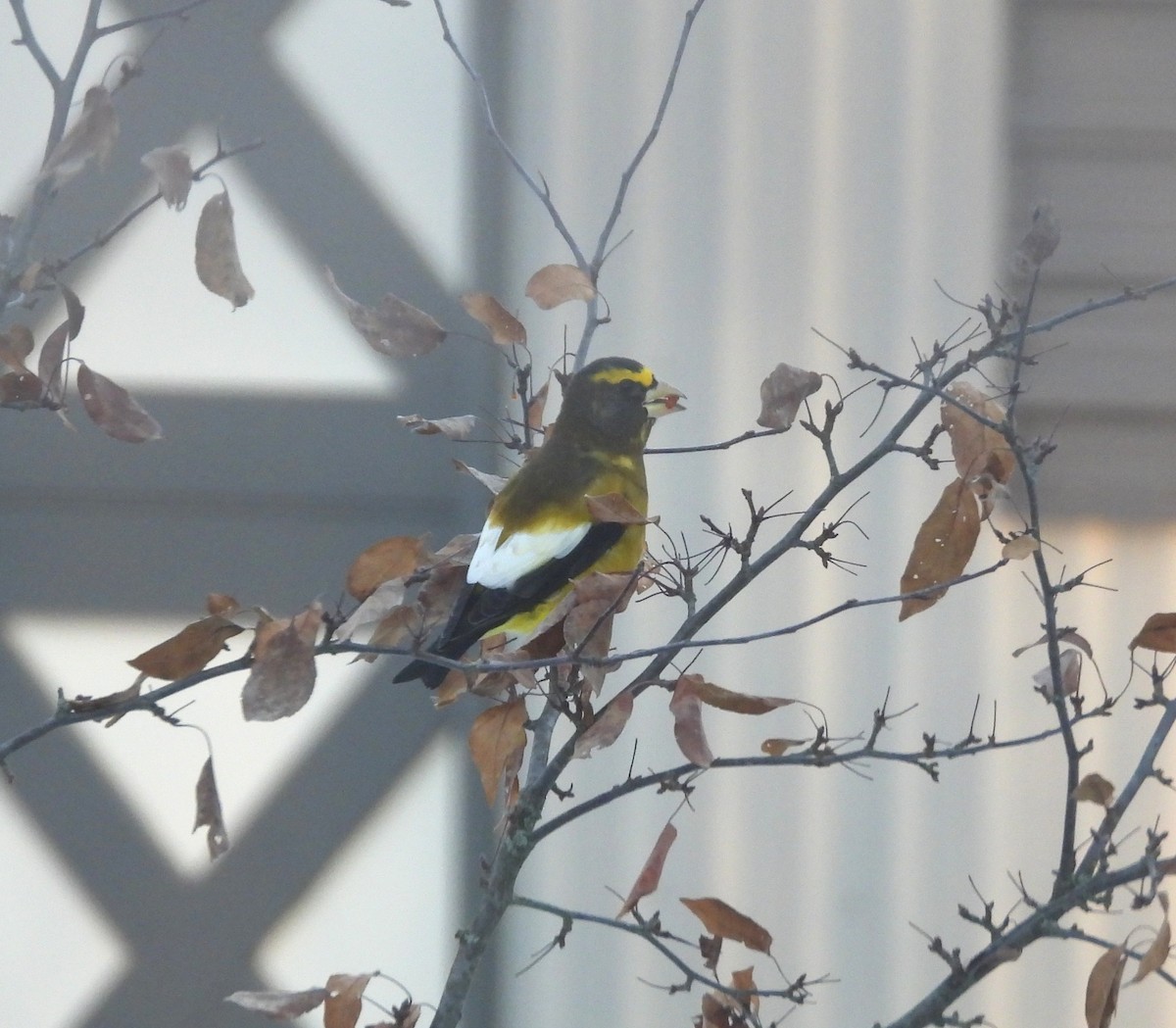 Evening Grosbeak - ML645492990