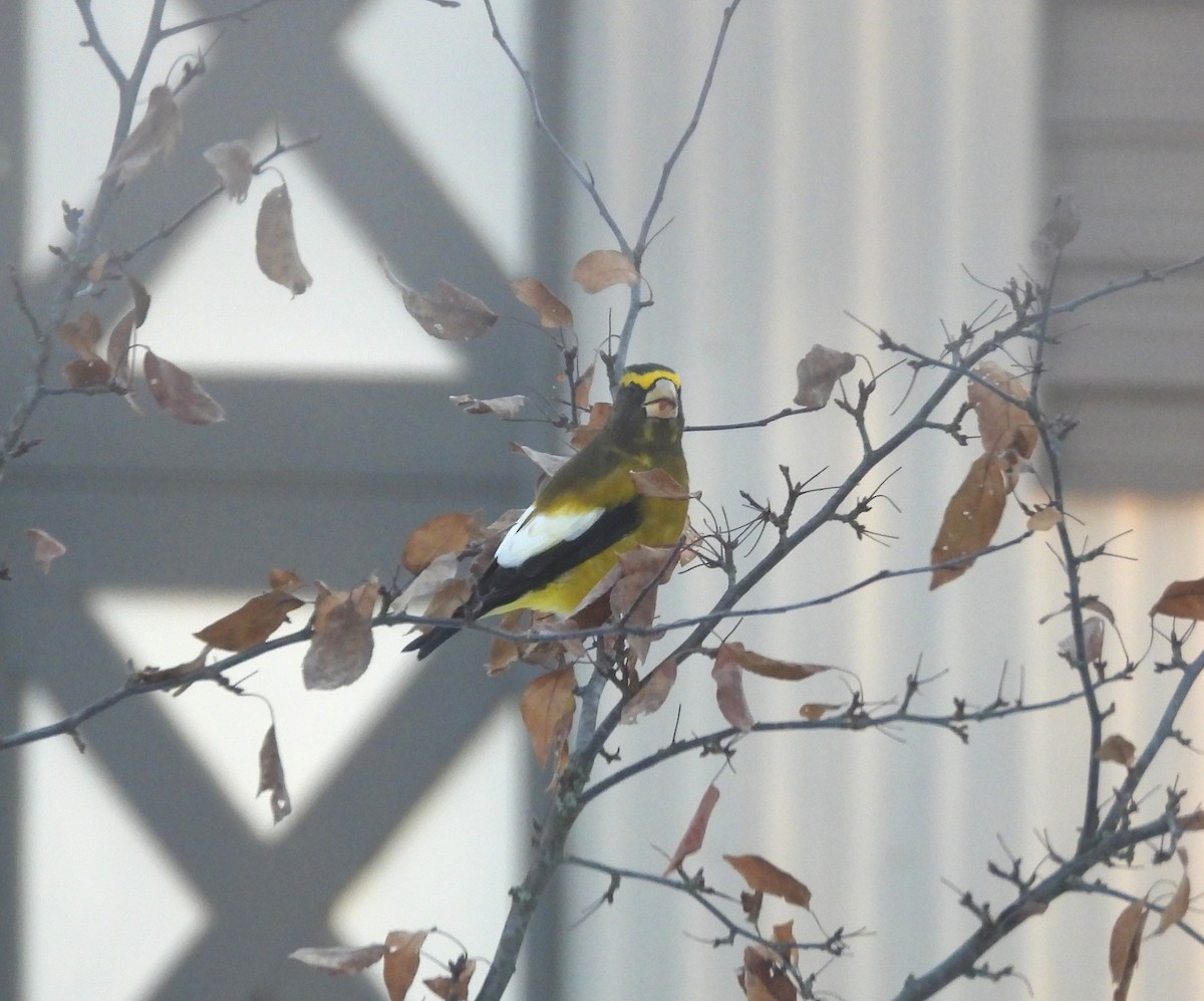 Evening Grosbeak - ML645492991