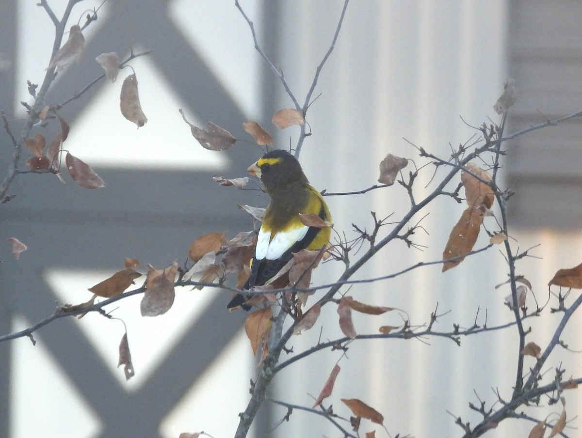 Evening Grosbeak - ML645492992