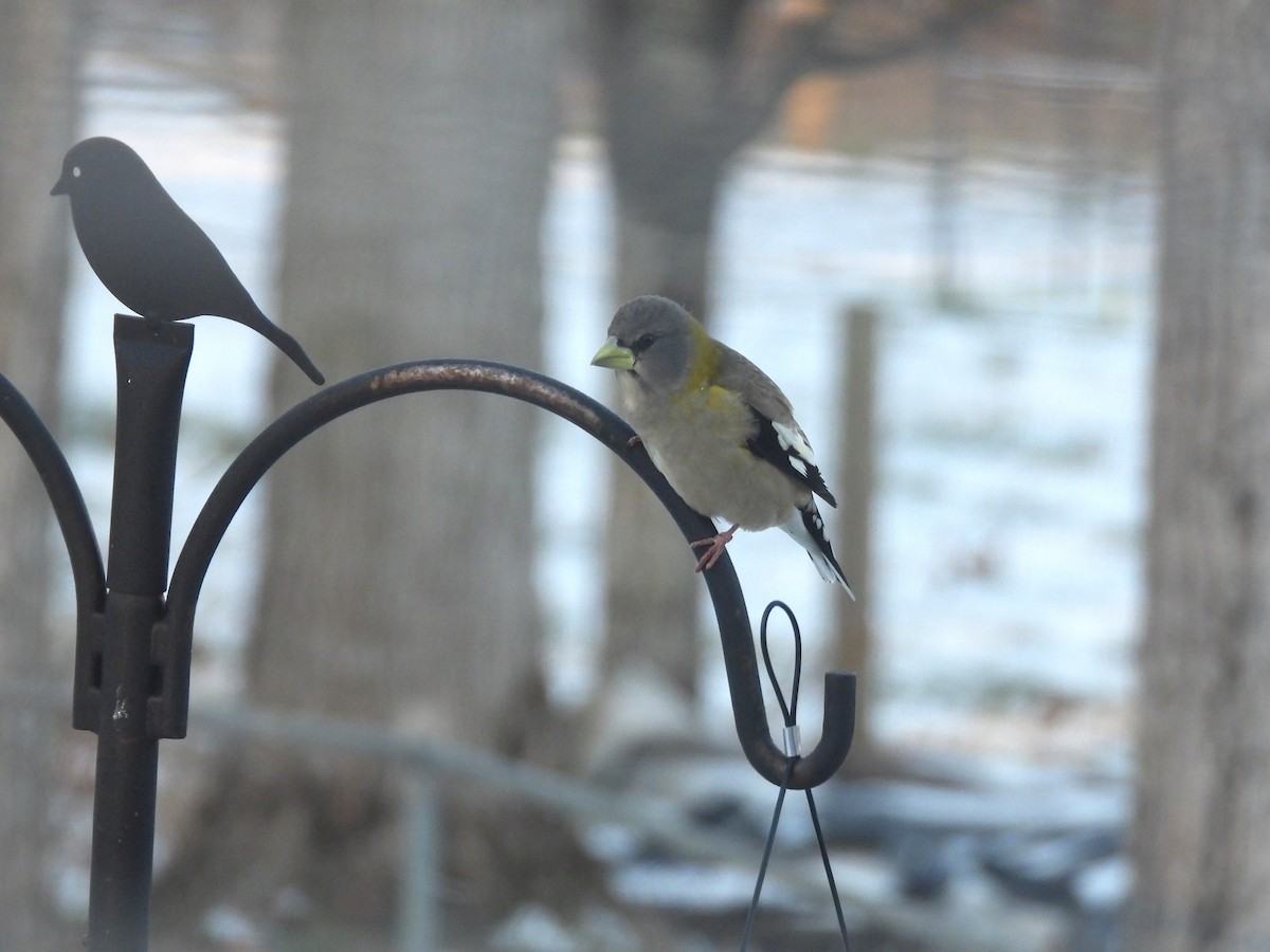Evening Grosbeak - ML645492993